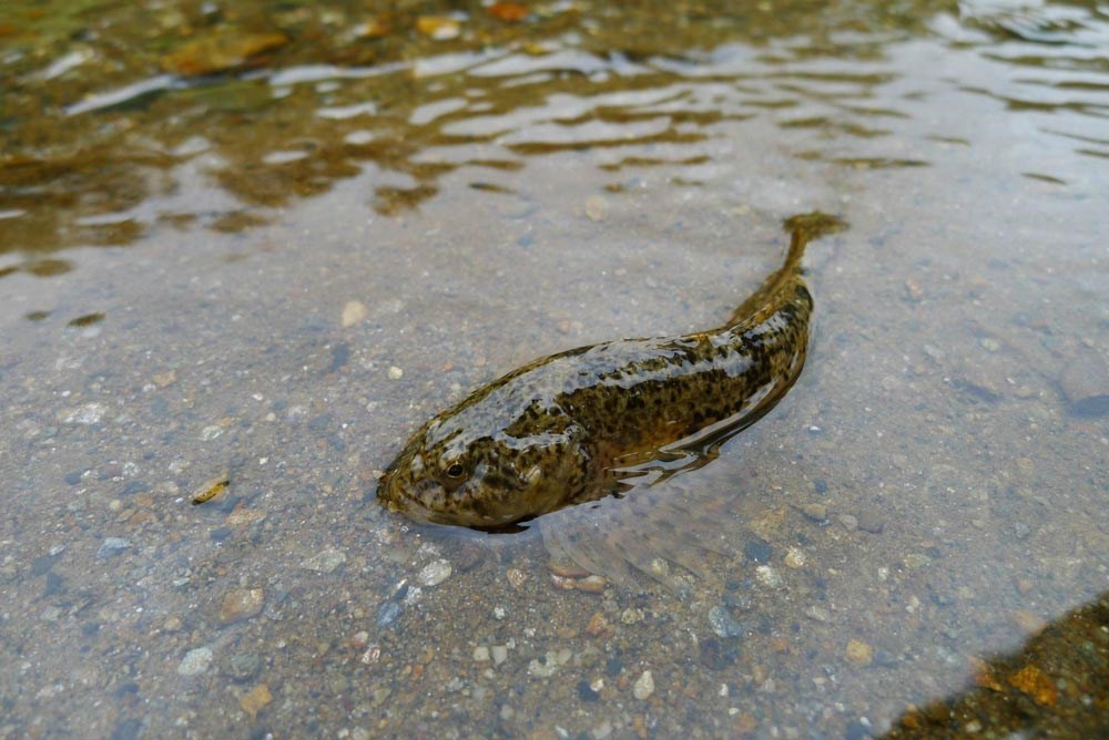 a mottled brown fish swimming in a shallow creek