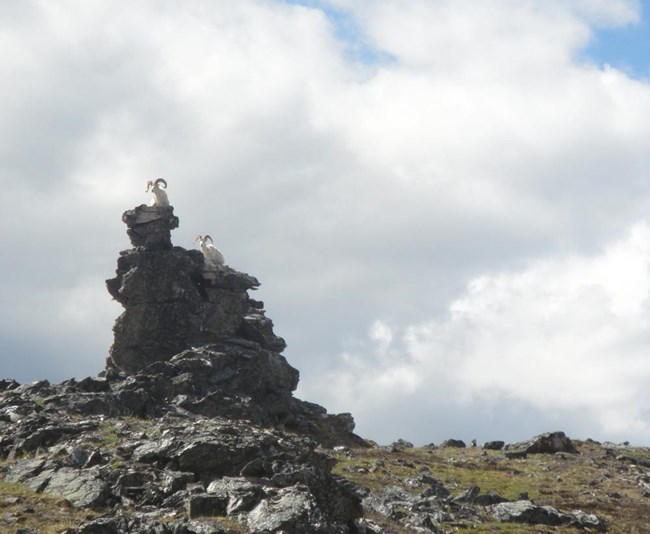dall sheep sitting on a rocky outcropping