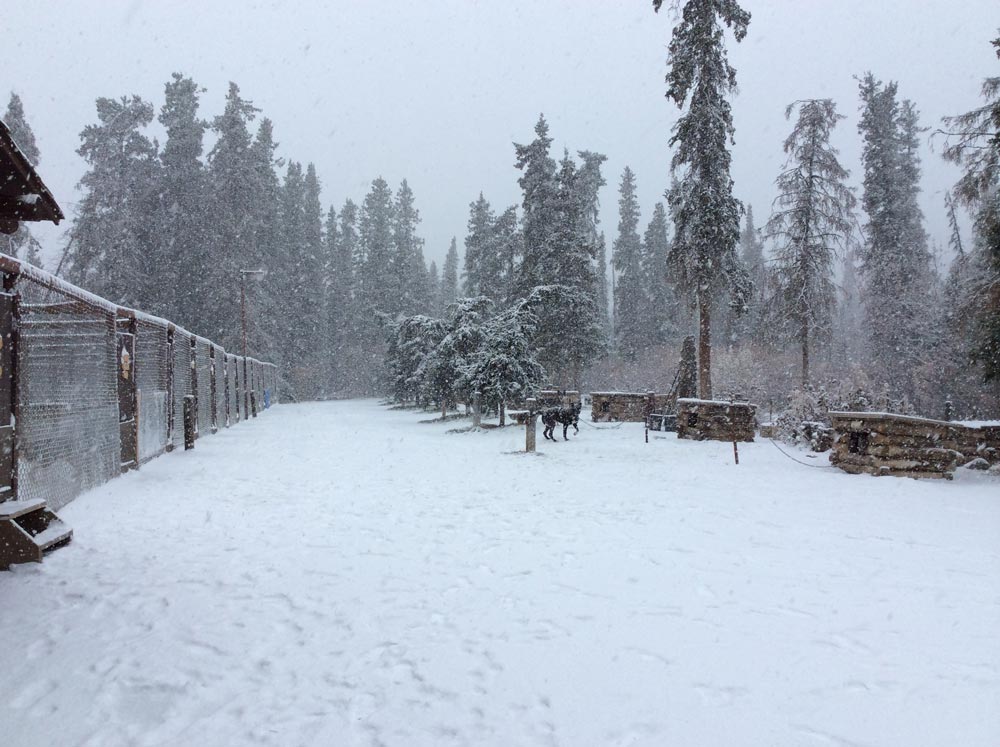 a snow covered dog yard