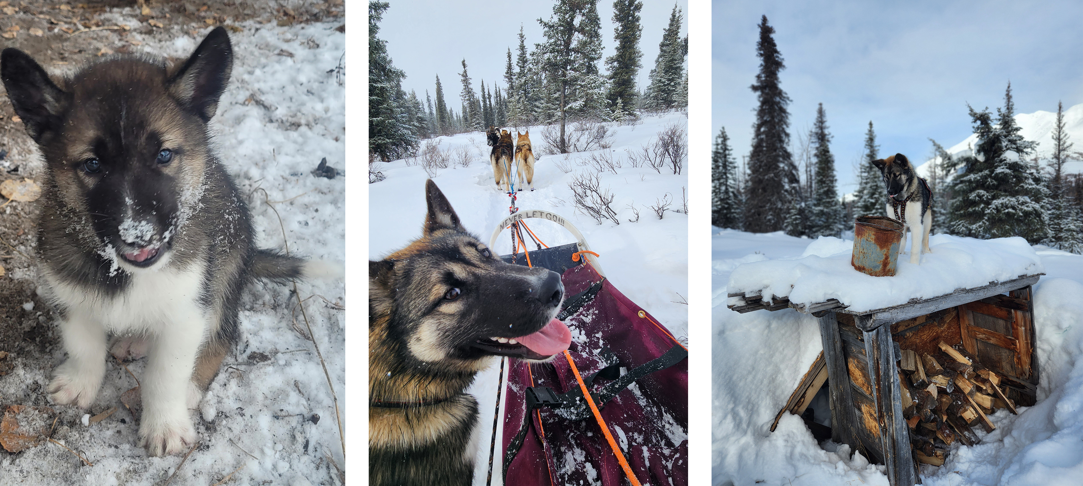 Three photos of a brown husky puppy