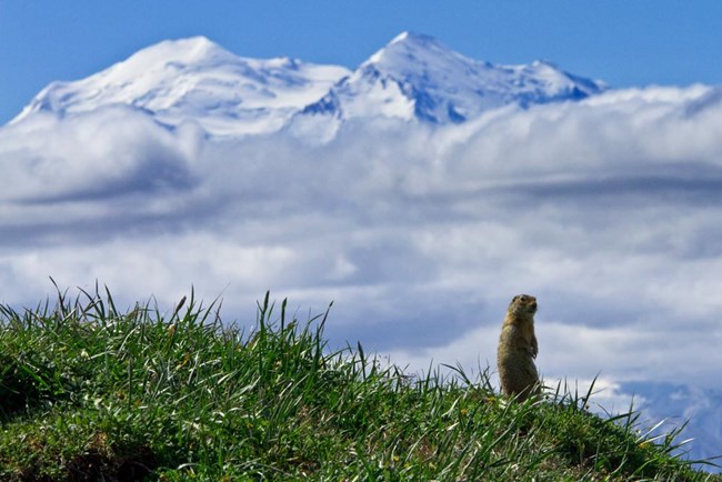 ground squirrel on a grassy hillside with a huge snowy mountain in the distance