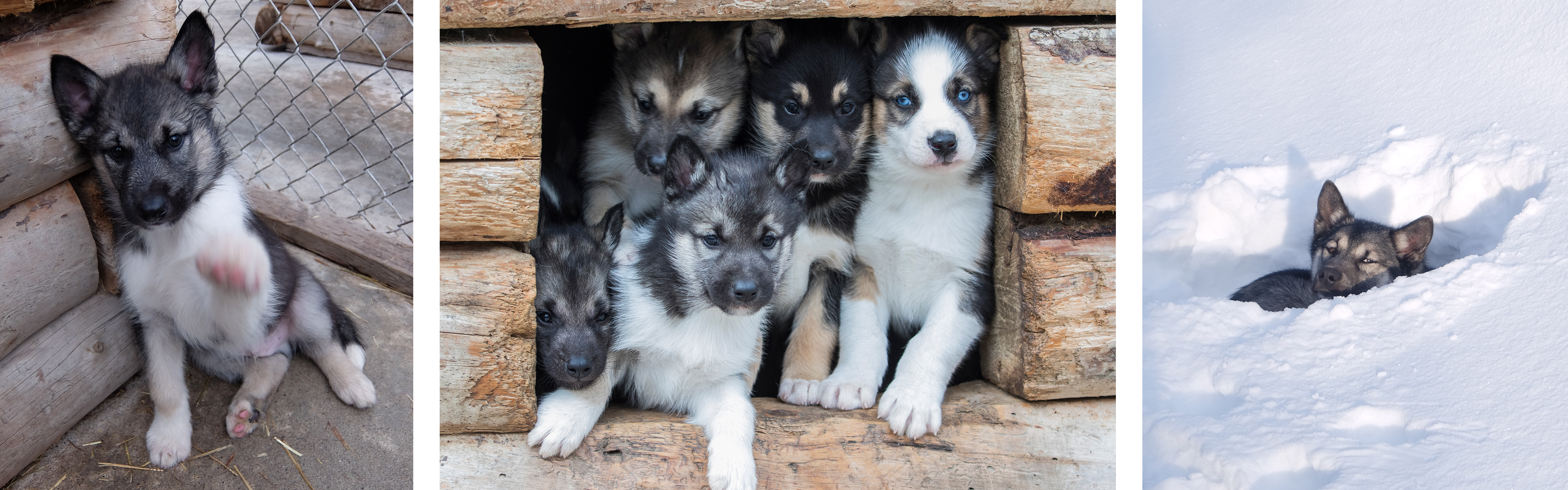 three photos of a grey and white sled dog growing up