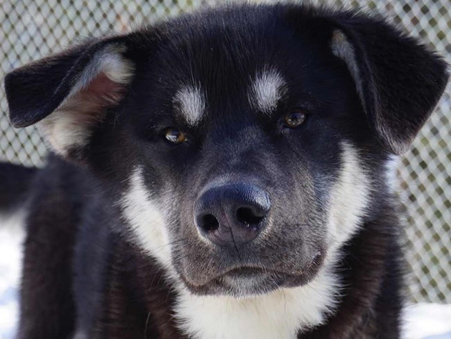 a mostly black alaskan husky