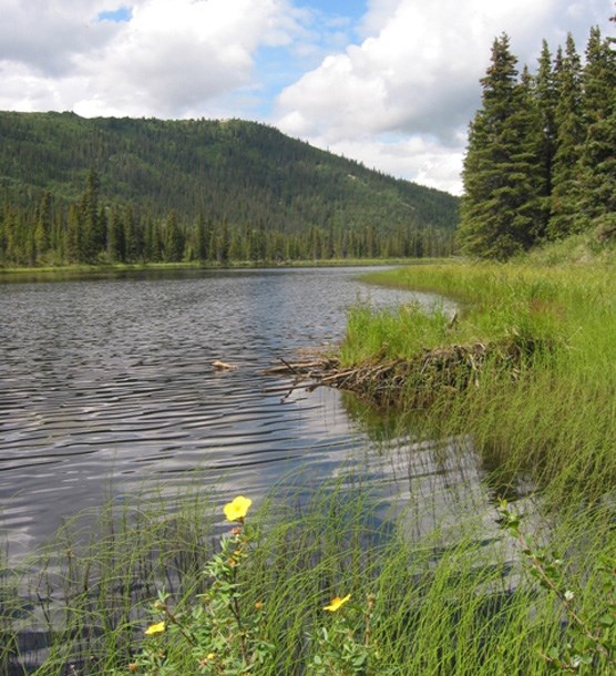a lake, surrounded by trees, tall grass and yellow flowers