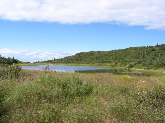 thick brush around a small pond
