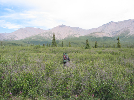 person hiking through thick brush toward distant mountains
