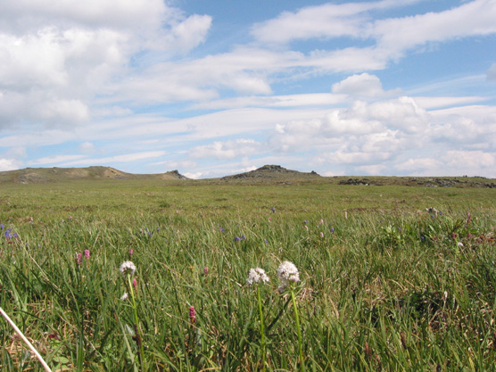 Wildflowers atop Primrose Ridge