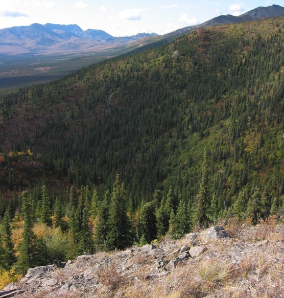 thickly forested mountainside