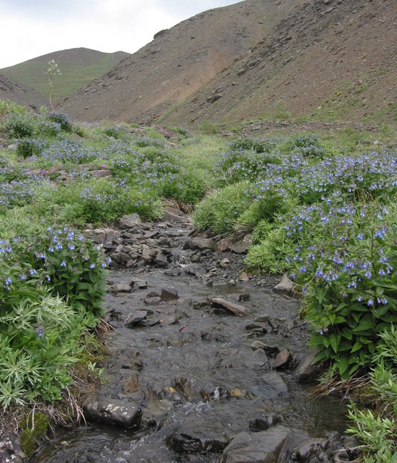 a shallow, rocky creek flowing through waist-high flowers past a rocky slope