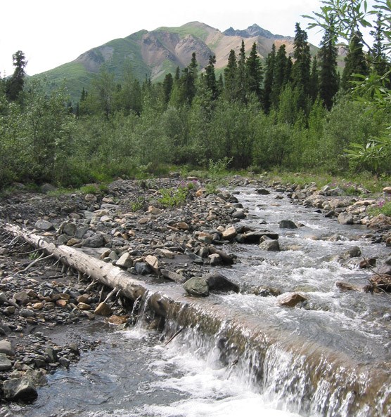 a creek flowing over a fallen tree, surrounded by forest