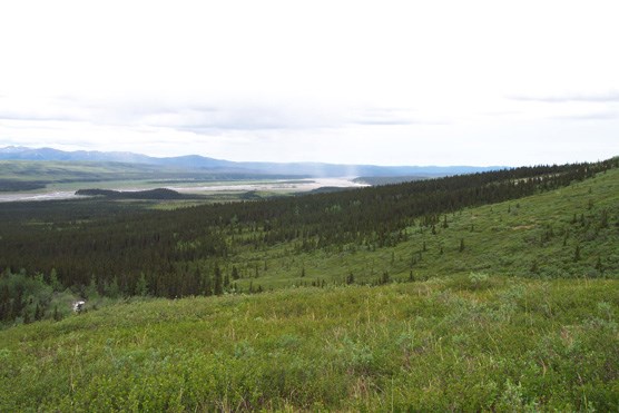 Spruce forest and the lower Toklat River, seen from the north side of the Wyoming Hills