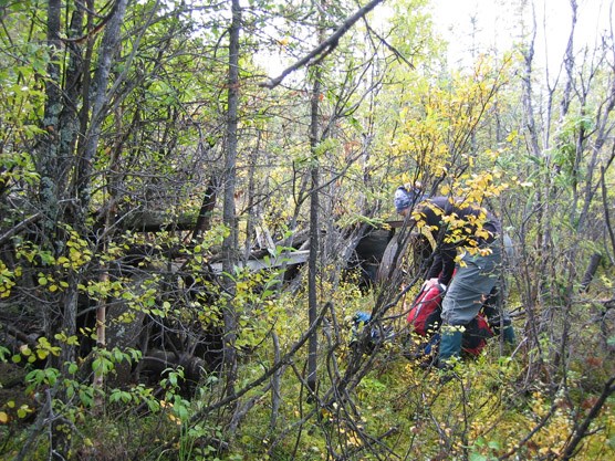Typical brush and detritus