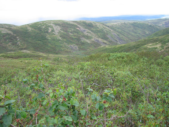 Tundra-covered hillsides near the Bear Paw River
