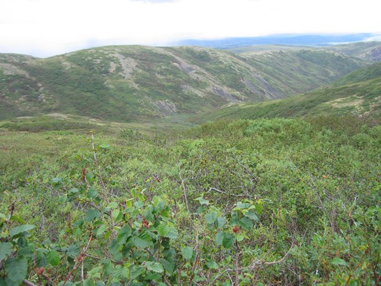 Tundra-covered hillsides near the Bear Paw River