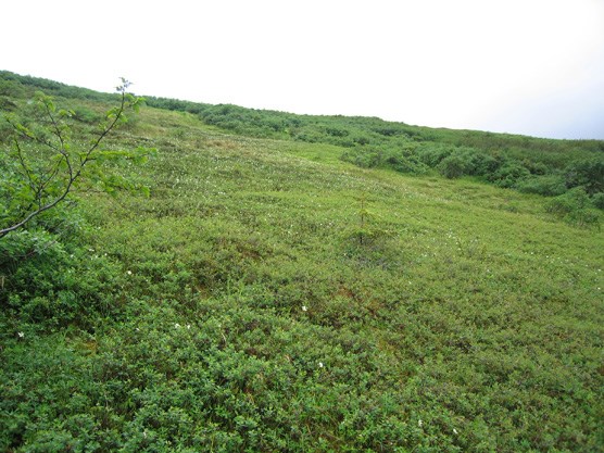 Typical brush in the Kantishna Hills