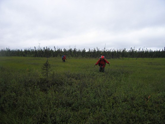 two people in rain gear hike through waist-high brush near a forest
