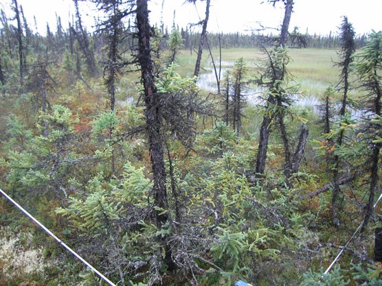ragged looking spruce trees, leaning at crazy angles