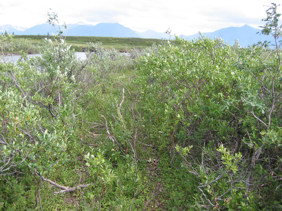 Thick brush along Cantwell Creek