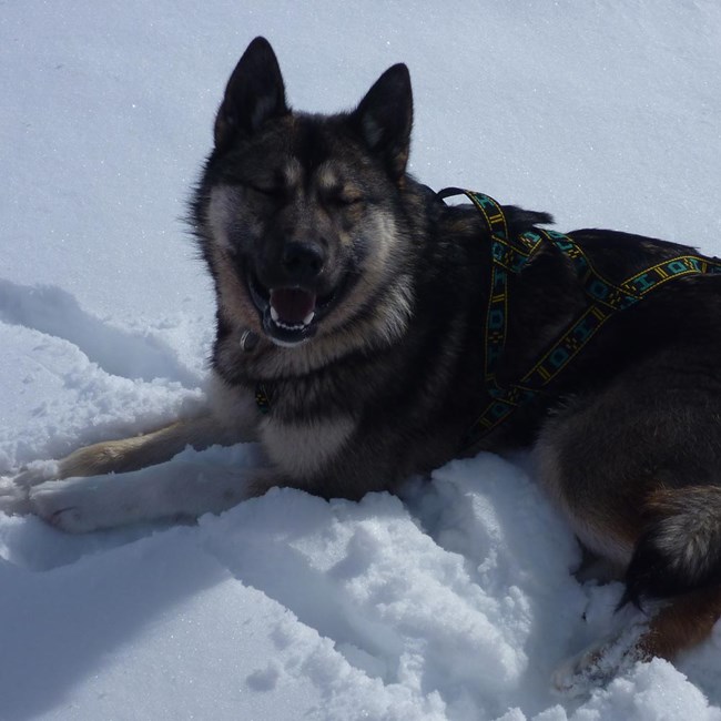 venture, a dark gray sled dog, laying in snow