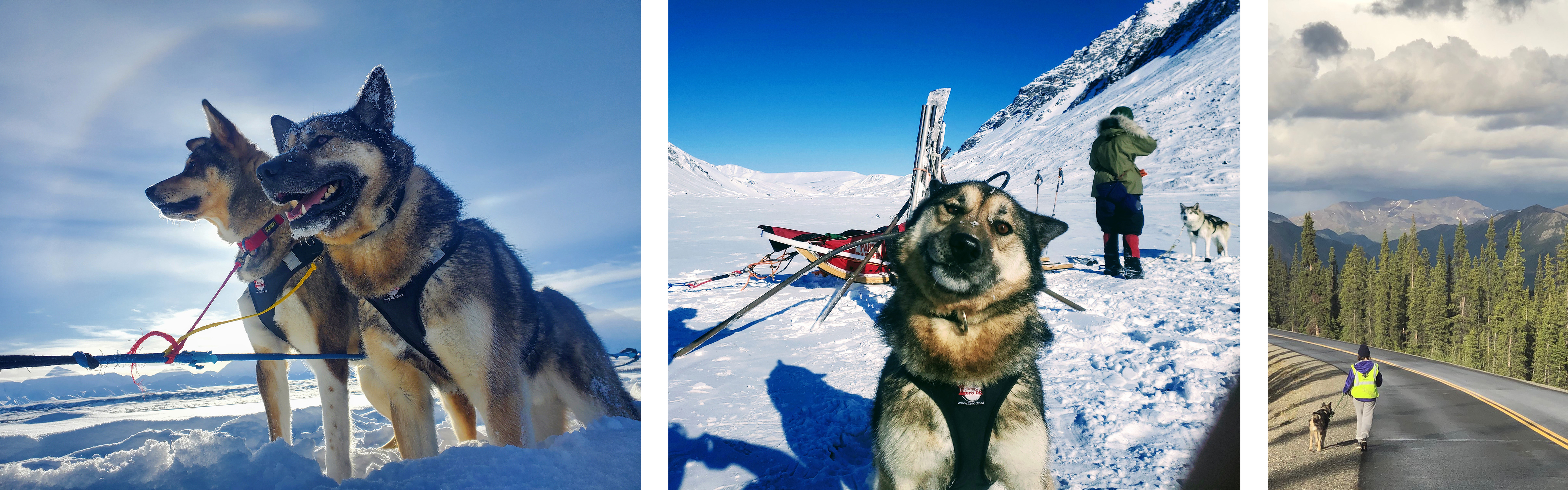 Three photos of a brown alaskan husky