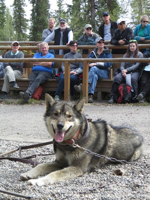 Sled dog resting in front of crowd Sled dog resting in front of crowd