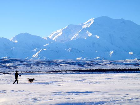 Man and sled dog skiing in winter
