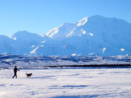 Man and sled dog skiing in winter Man and sled dog skiing in winter