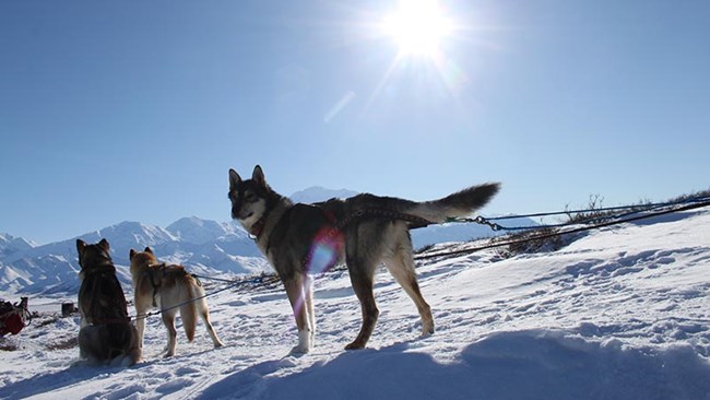 zahnie, a grayish sled dog, standing in front of other dogs on a snowy landscape and under a blue sky zahnie, a grayish sled dog, standing in front of other dogs on a snowy landscape and under a blue sky