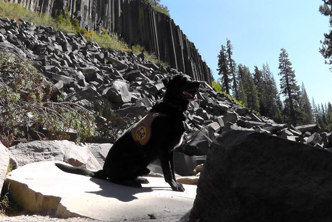 Paw Patrol Volunteer Sprocket poses in front of Devils Postpile