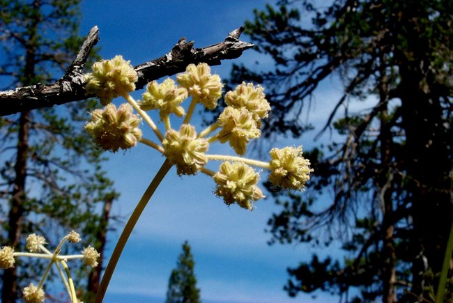 White wildflower, common name Ranger's buttons (Sphenociadium sp.)