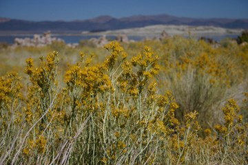 Fall at Mono Lake
