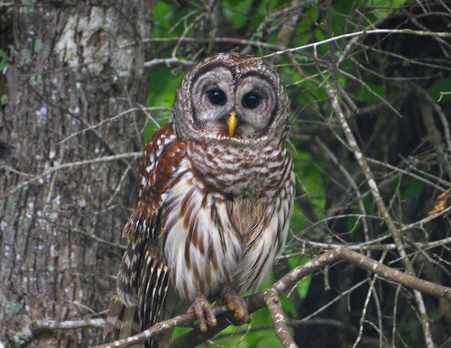 Barred Owl