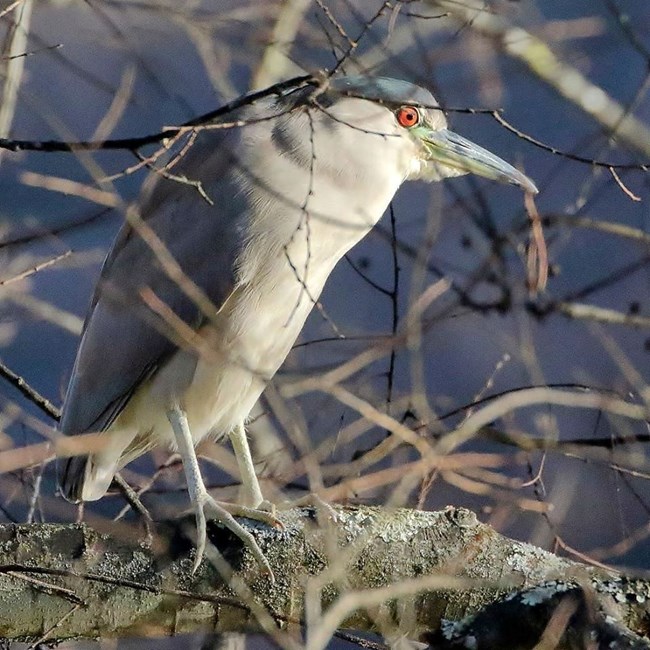 Black Crowned Night Heron