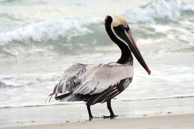Brown Pelican