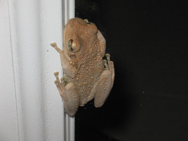 Amphibians - De Soto National Memorial (U.S. National Park Service)