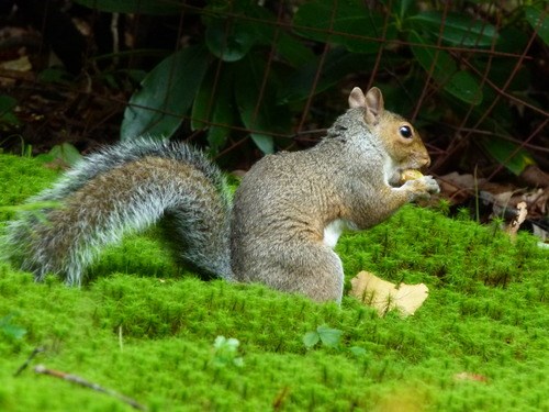 Eastern Grey Squirrel