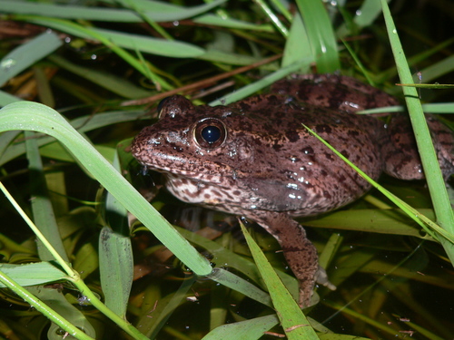 MuseumLife, More Baby Frogs! – Florida Museum Blog