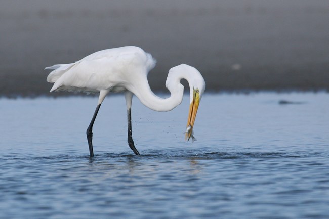 Great Egret 1