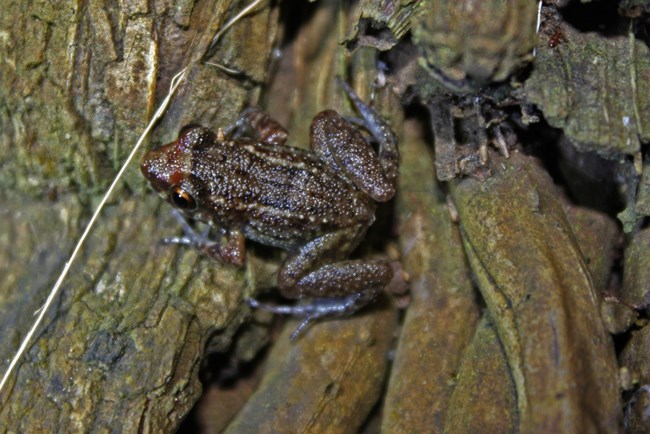 Greenhouse_Frog