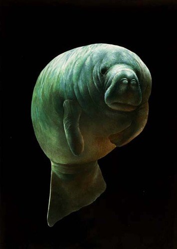 Manatee