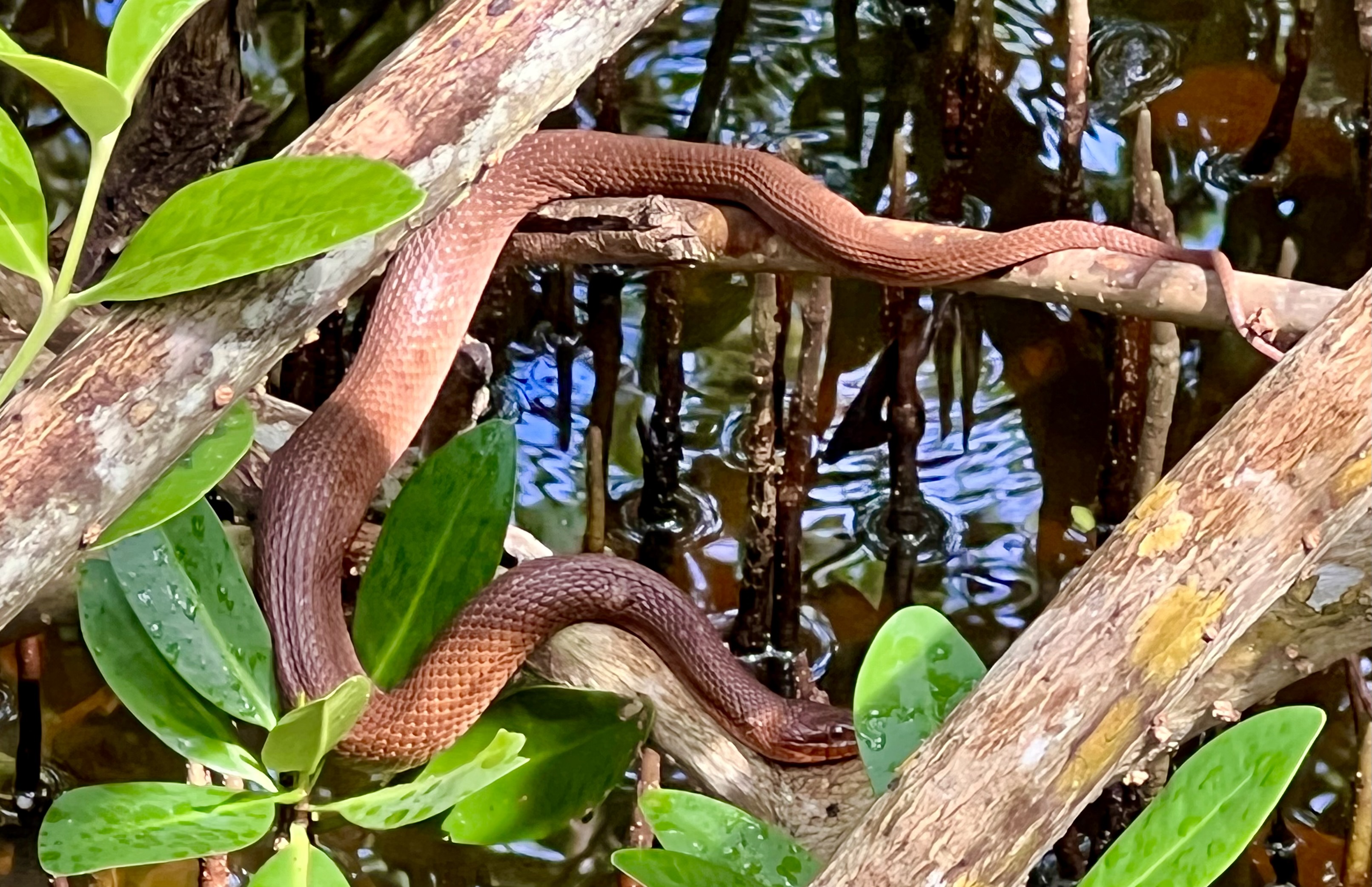 Blue racer snake guide: how to identify, are they venomous, and where  they're found - Discover Wildlife