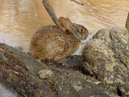Marsh Rabbit