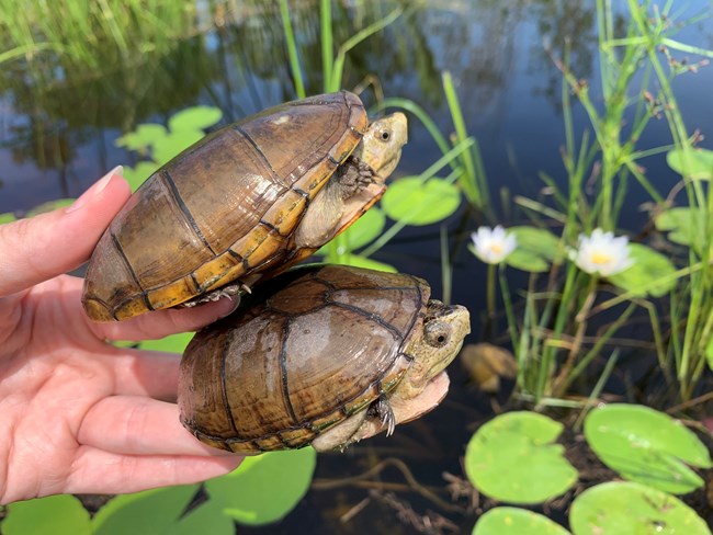 Mud Turtles