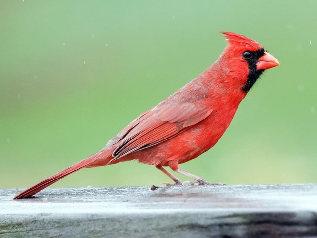 Northern Cardinal