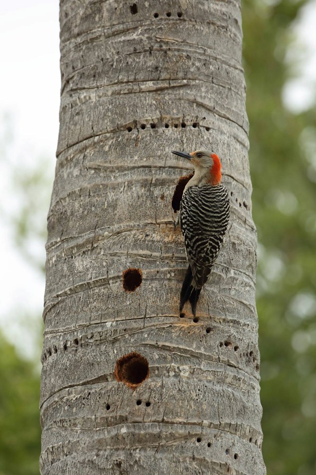 Red bellied woodpecker