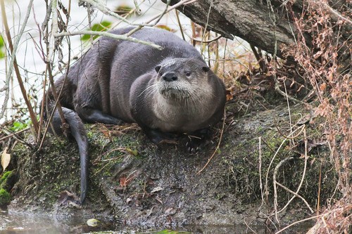 River Otter