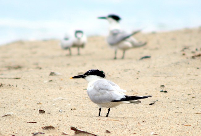 Sandwich tern