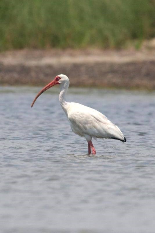 White Ibis