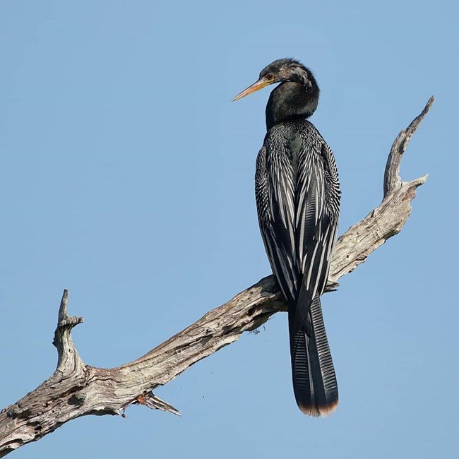 anhinga