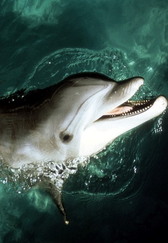 Bottlenose Dolphin